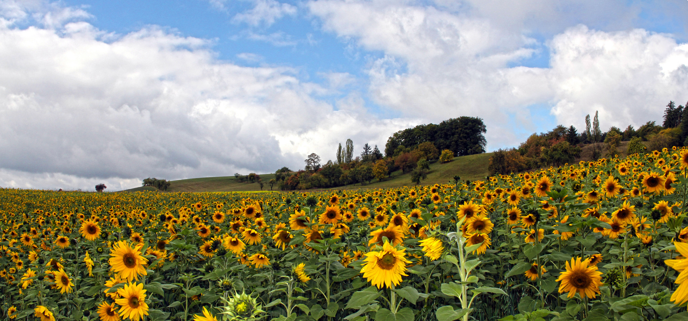 Sonnenblumen