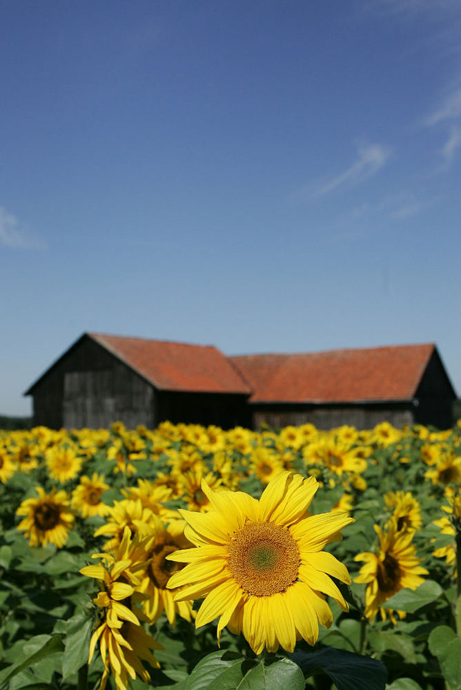 Sonnenblumen ...