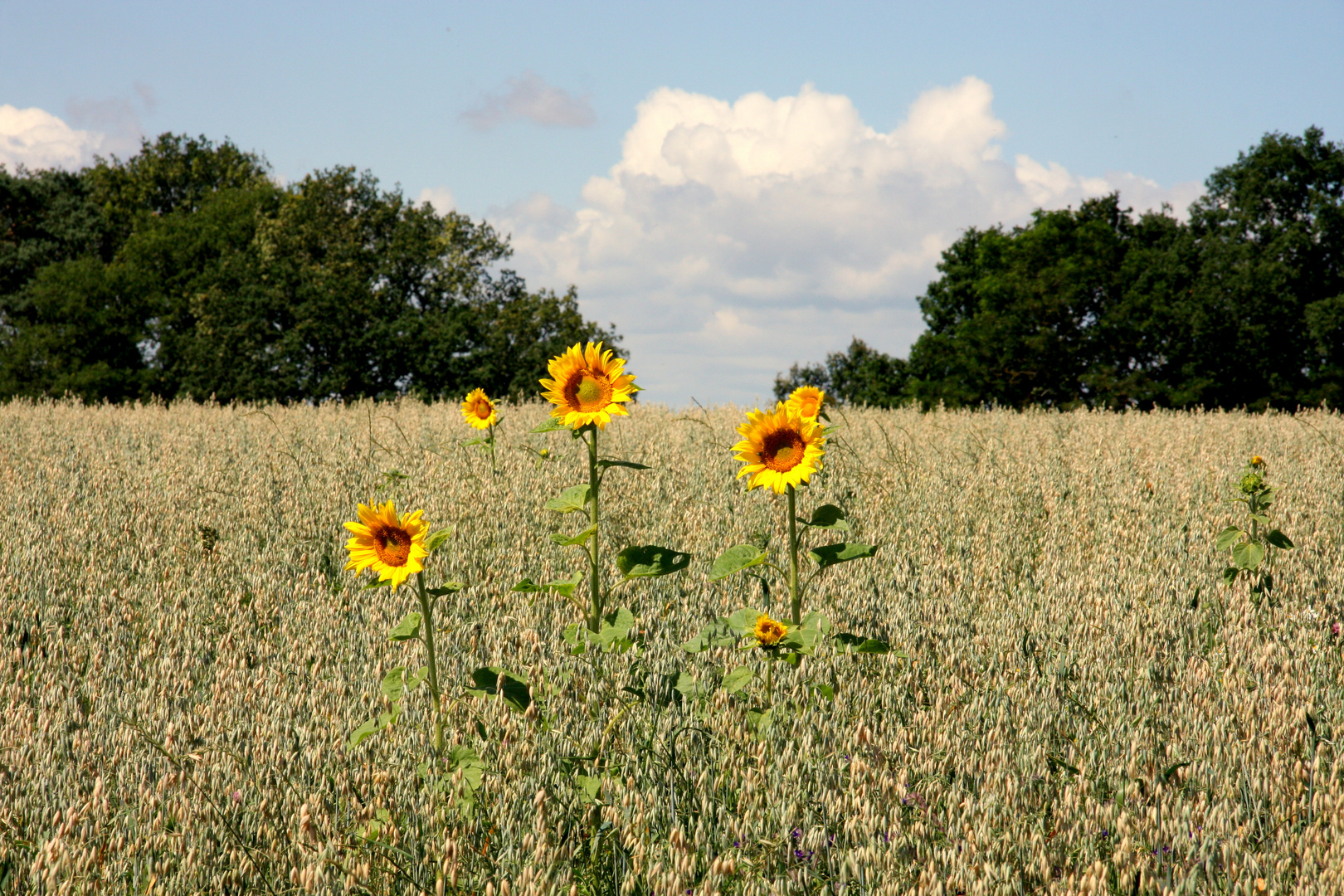 Sonnenblumen