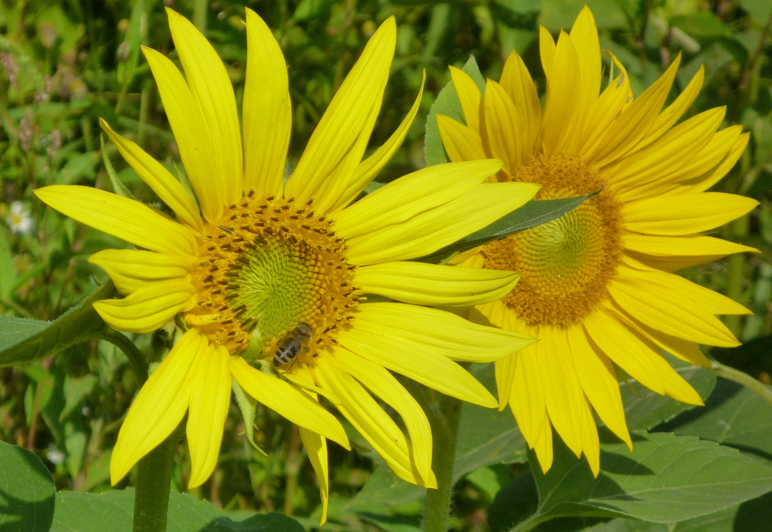 *** Sonnenblumen ***