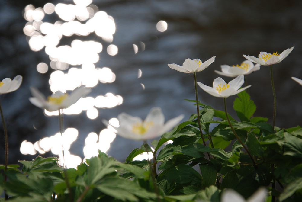 "Sonnenblumen"