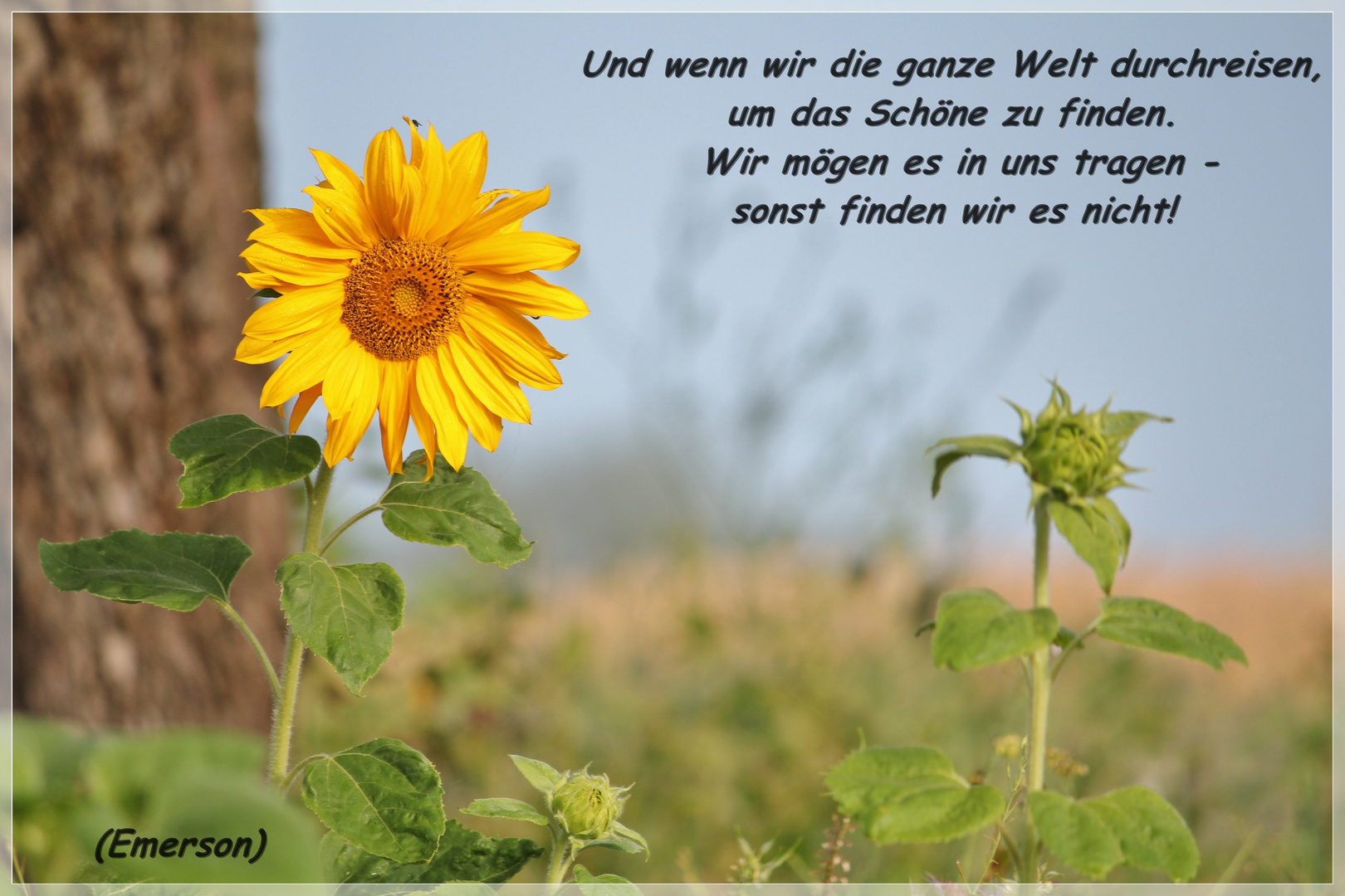 Schöne Sprüche Sonnenblume