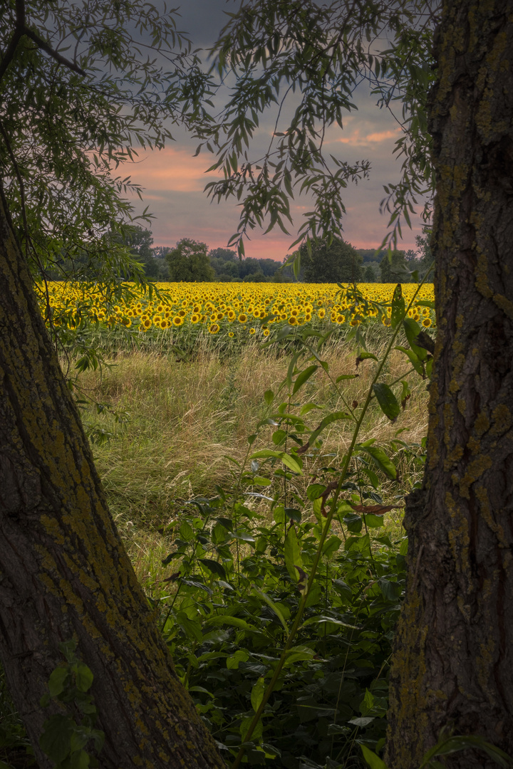 Sonnenblumen