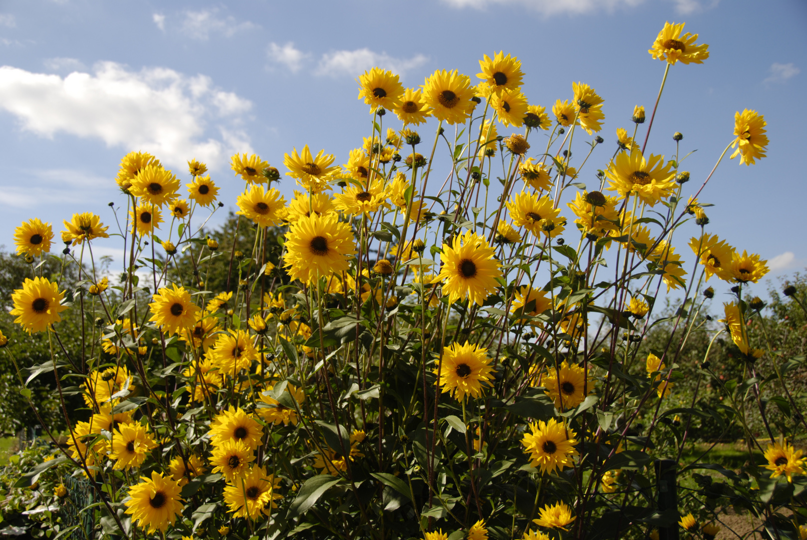 Sonnenblumen