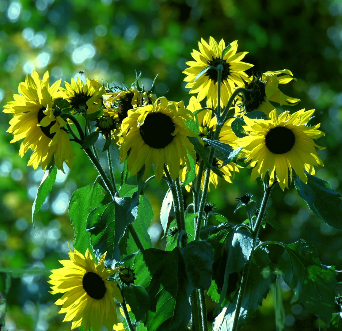 SONNENblumen