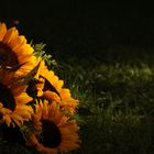 Sonnenblumen