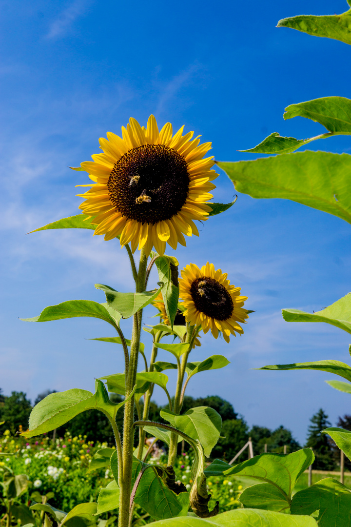 Sonnenblumen