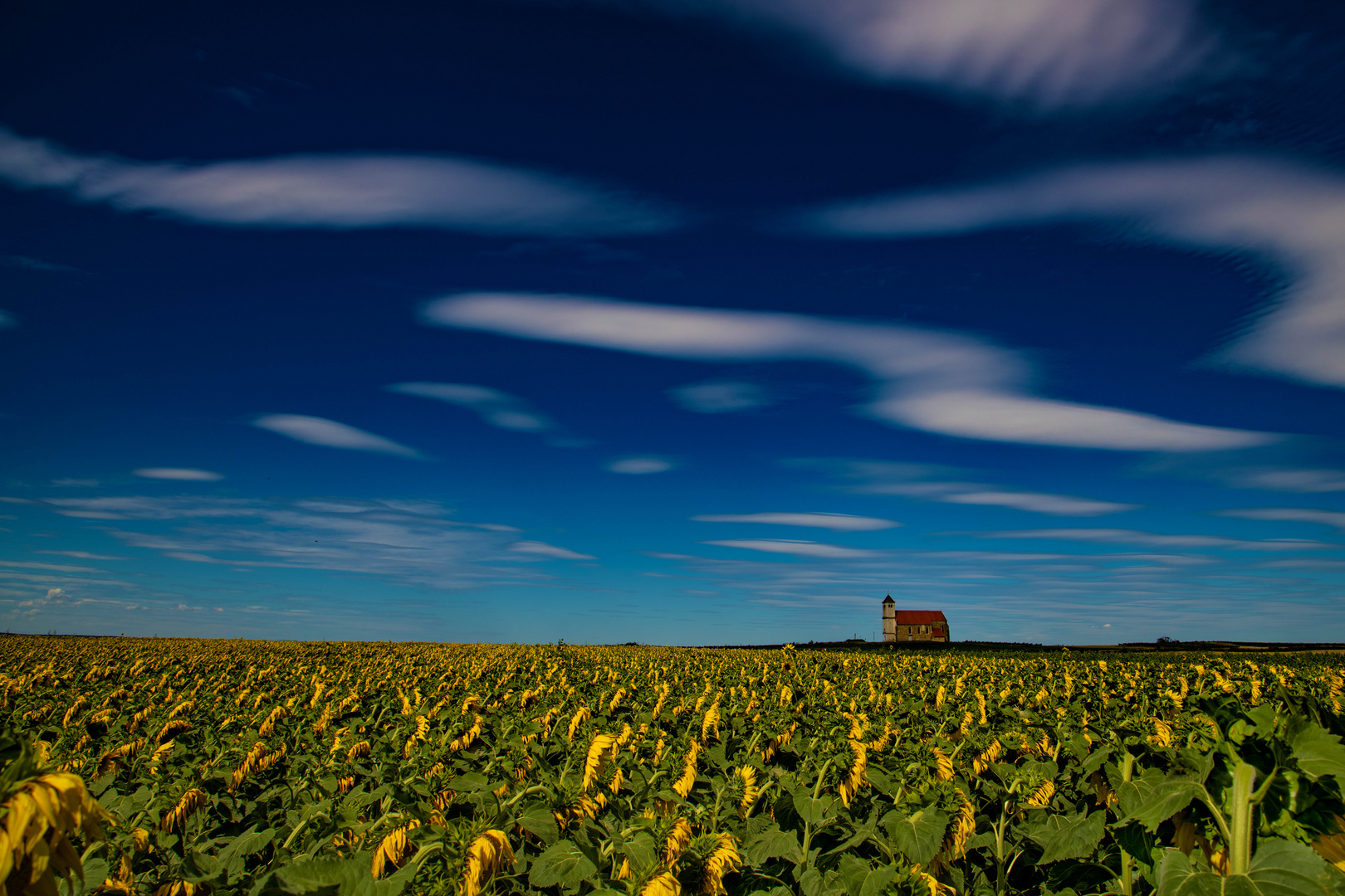 Sonnenblumen