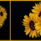 ... sonnenblumen ...