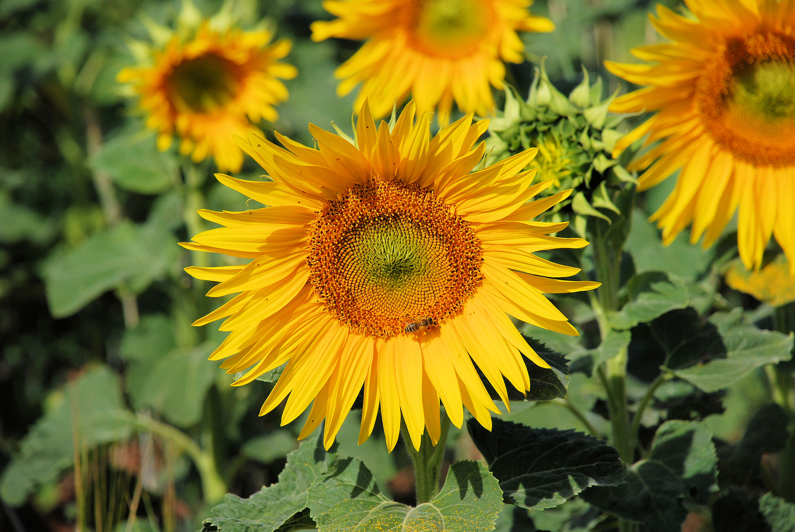 Sonnenblumen