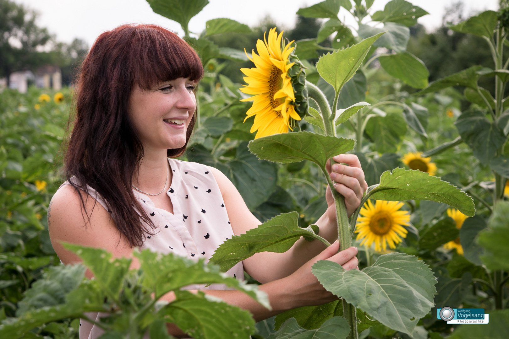 Sonnenblumen