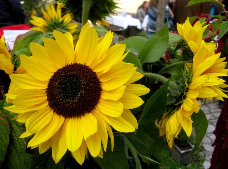 Sonnenblumen