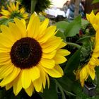 Sonnenblumen