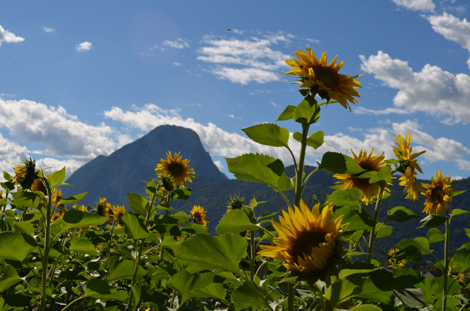 Sonnenblumen