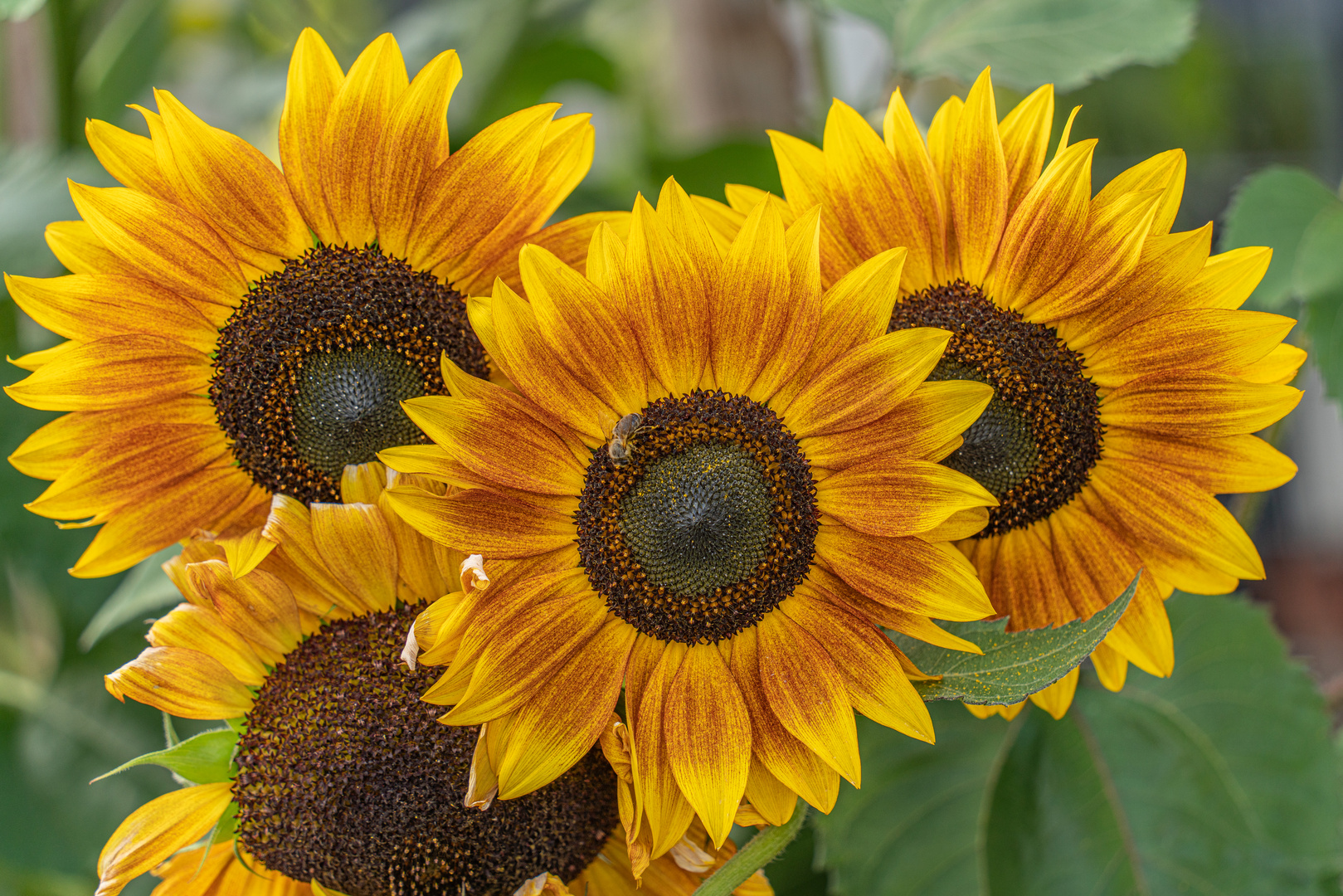 Sonnenblumen 