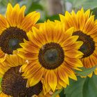 Sonnenblumen 