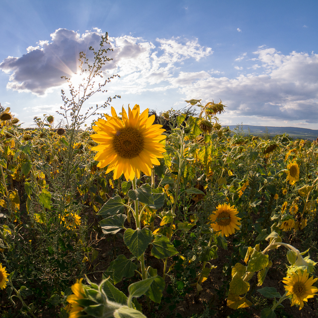 Sonnenblumen