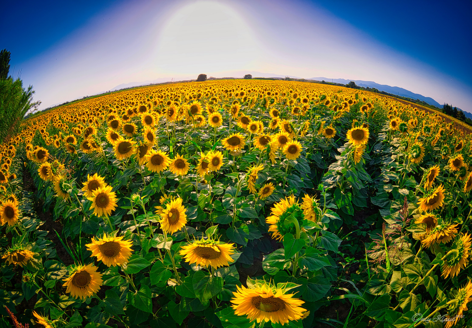 Sonnenblumen , da standen so viele