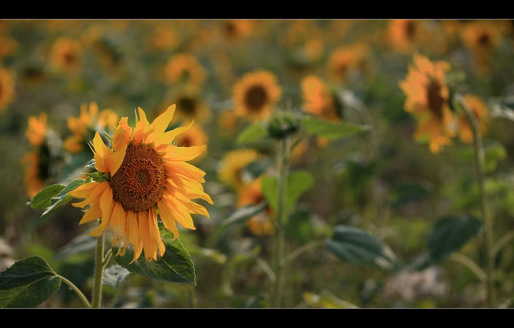 Sonnenblumen