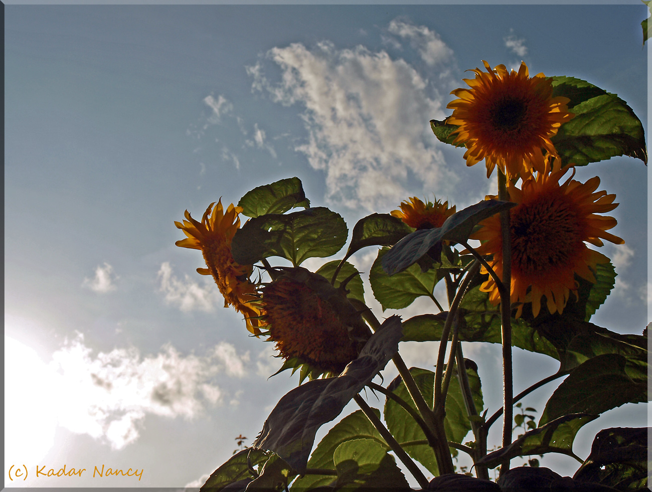 Sonnenblumen