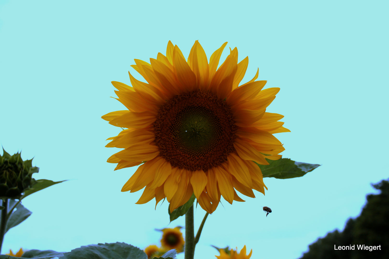 Sonnenblumen