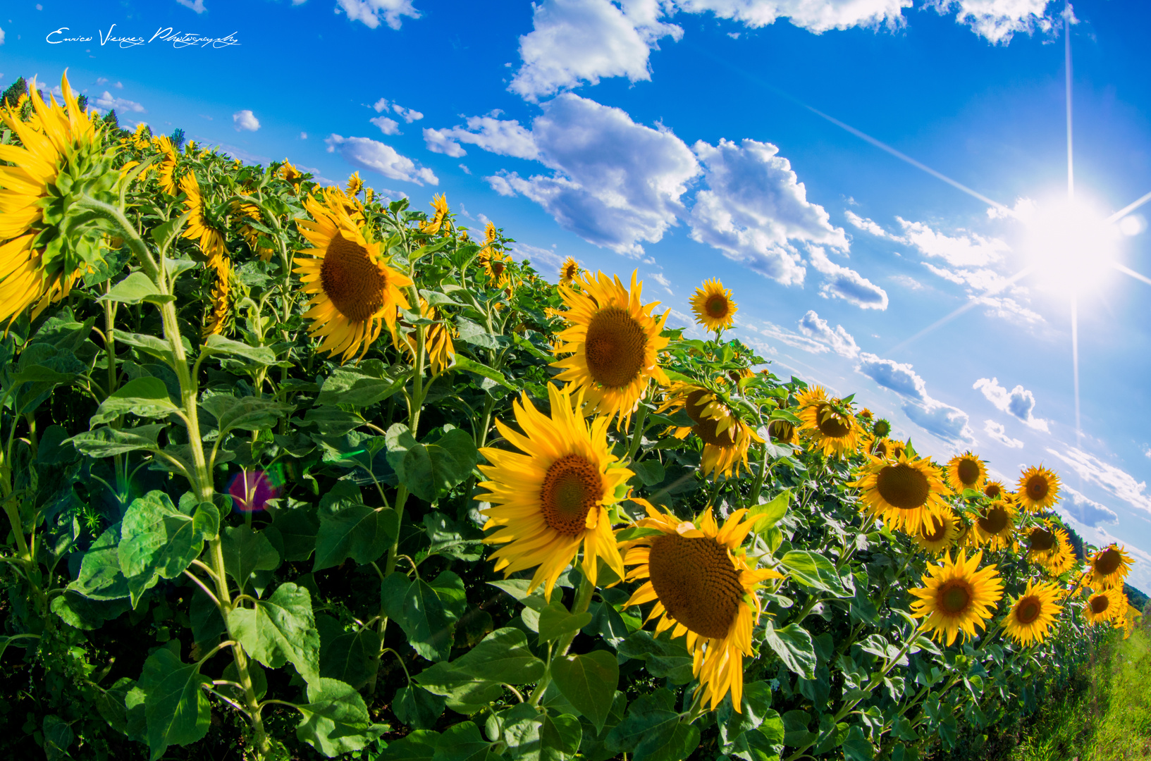 Sonnenblumen