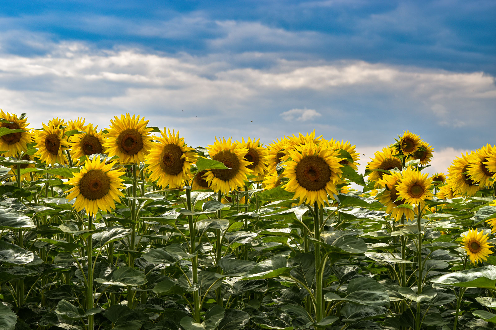 Sonnenblumen