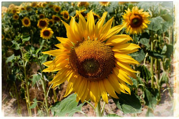 The 29+ Little Known Truths on Bild Sonnenblume Zum Ausdrucken Van Goch! Male dieses tolle bild an und suche dir deinen liebling der rubrik aus: The 29+ Little Known Truths on Bild Sonnenblume Zum Ausdrucken Van Goch! Male dieses tolle bild an und suche dir deinen liebling der rubrik aus: