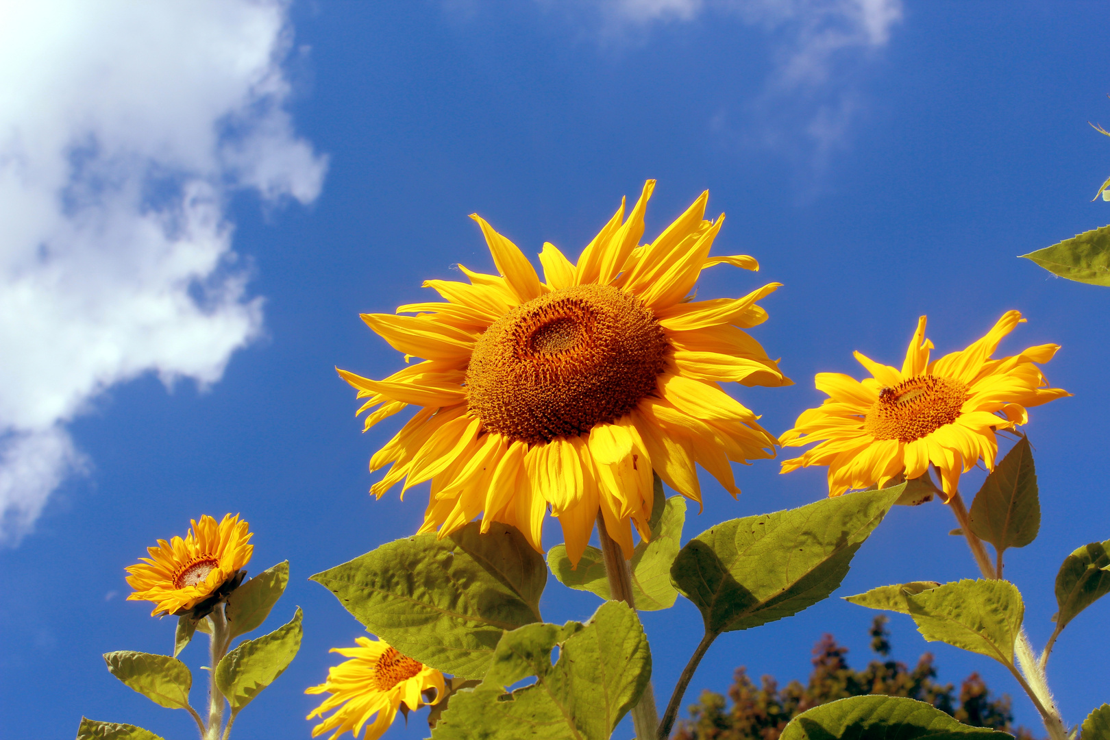 Sonnenblumen