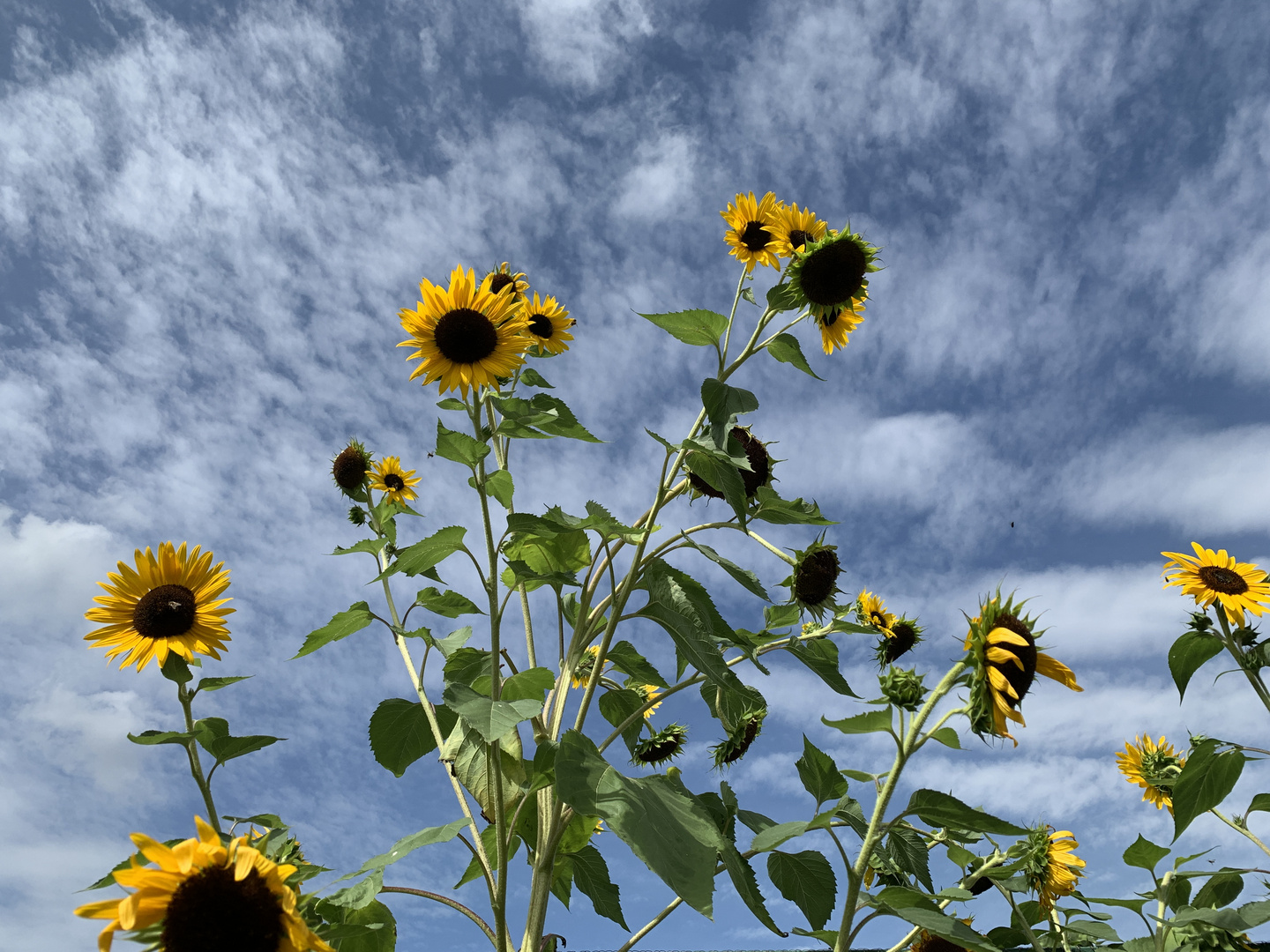 Sonnenblumen 