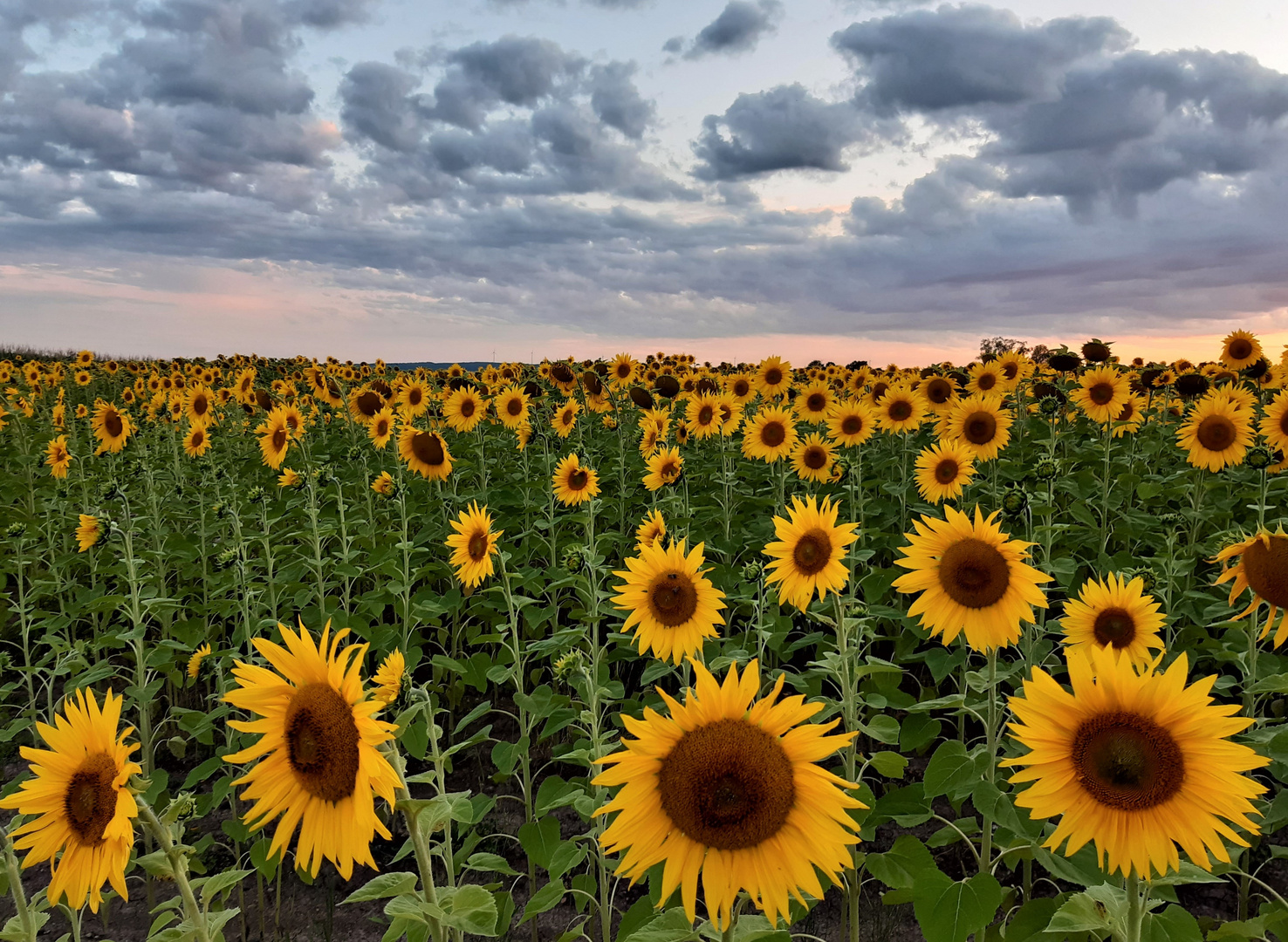 Sonnenblumen 