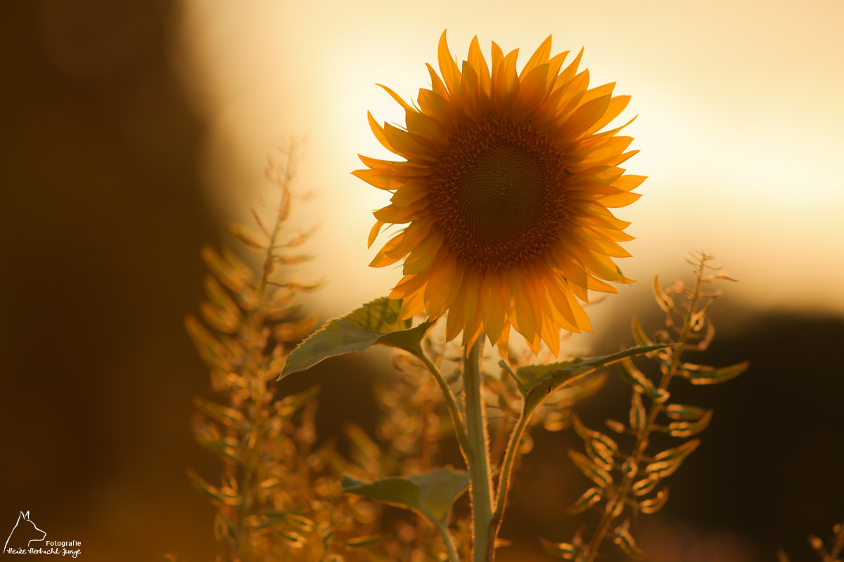 Sonnenblumen der Herbst naht