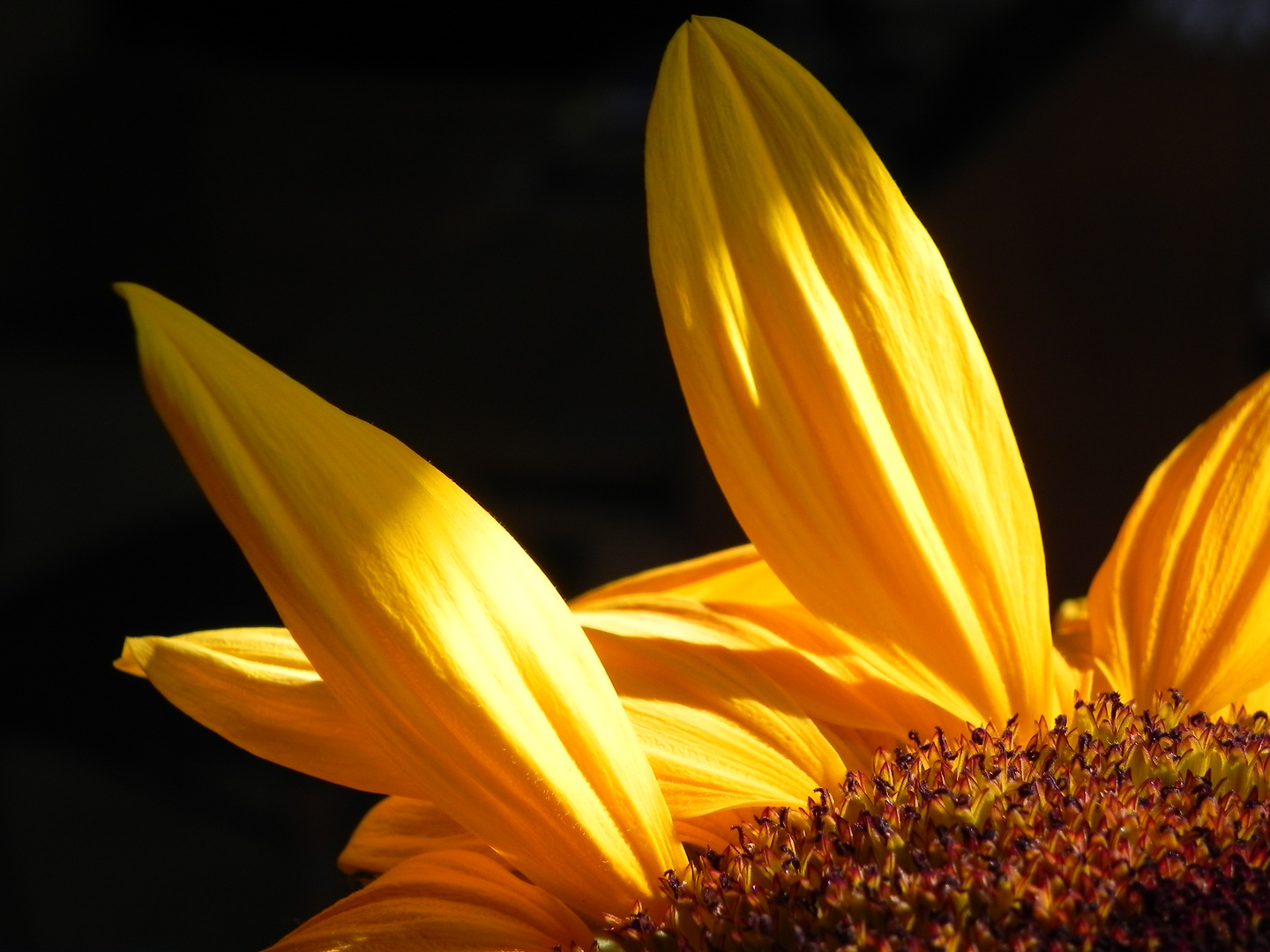 Sonnenblumen-Detail