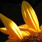 Sonnenblumen-Detail