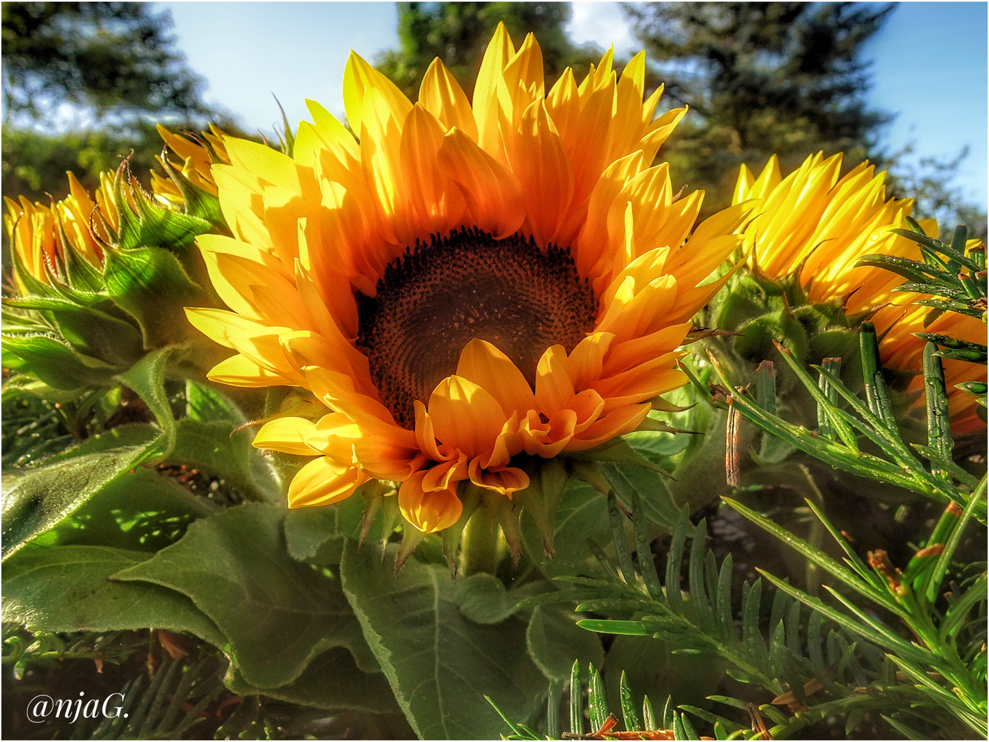 Sonnenblumen 