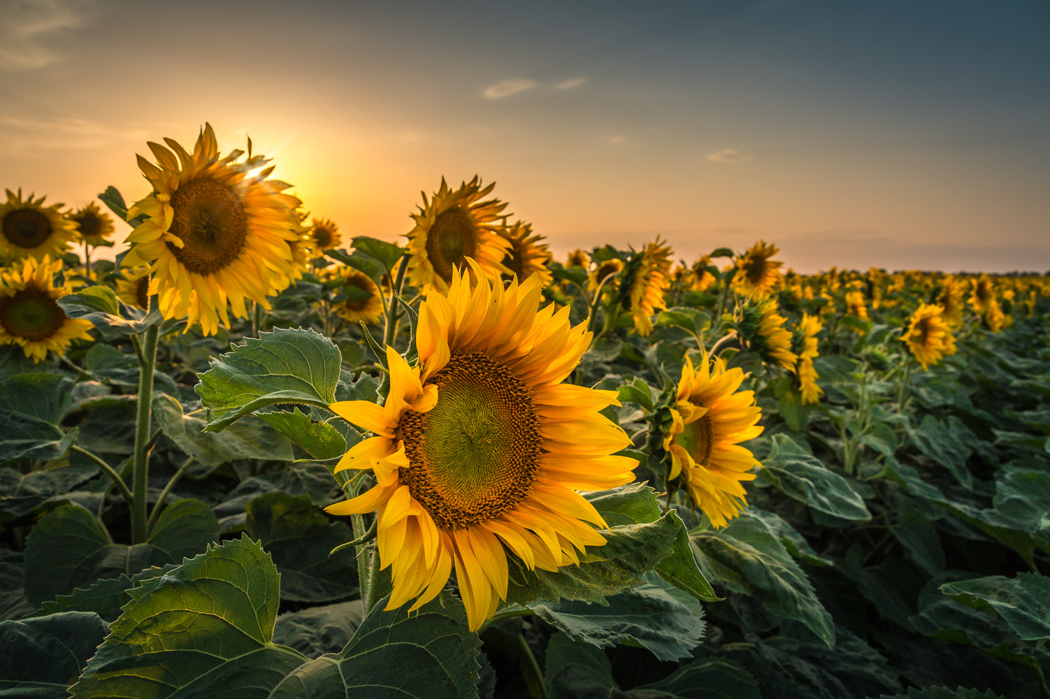 Sonnenblumen