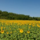 Sonnenblumen, die die Sonne locken sollen