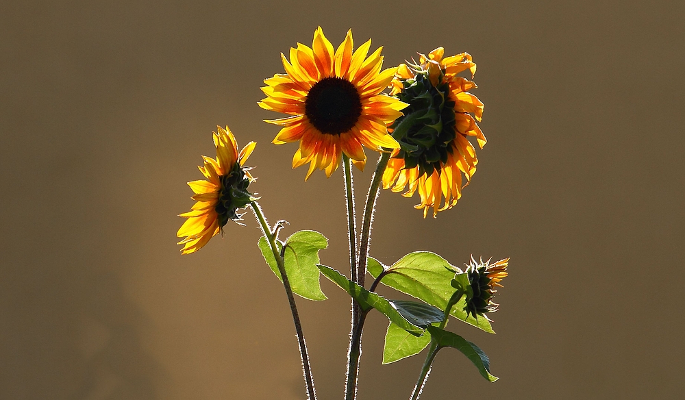Sonnenblumen - die letzten Tage noch