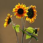 Sonnenblumen - die letzten Tage noch