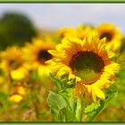 Sonnenblumen - die  Sommerblumen schlechthin..