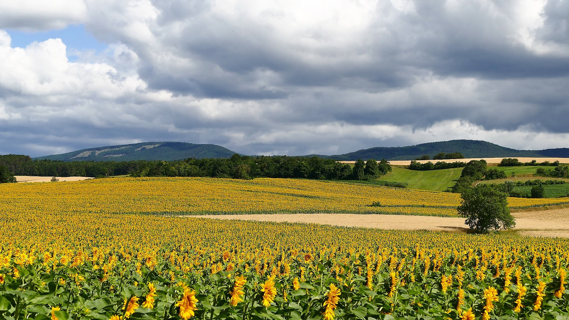 Sonnenblumen, diesmal von Süden aufgenommen