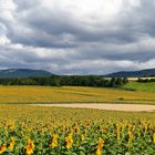 Sonnenblumen, diesmal von Süden aufgenommen