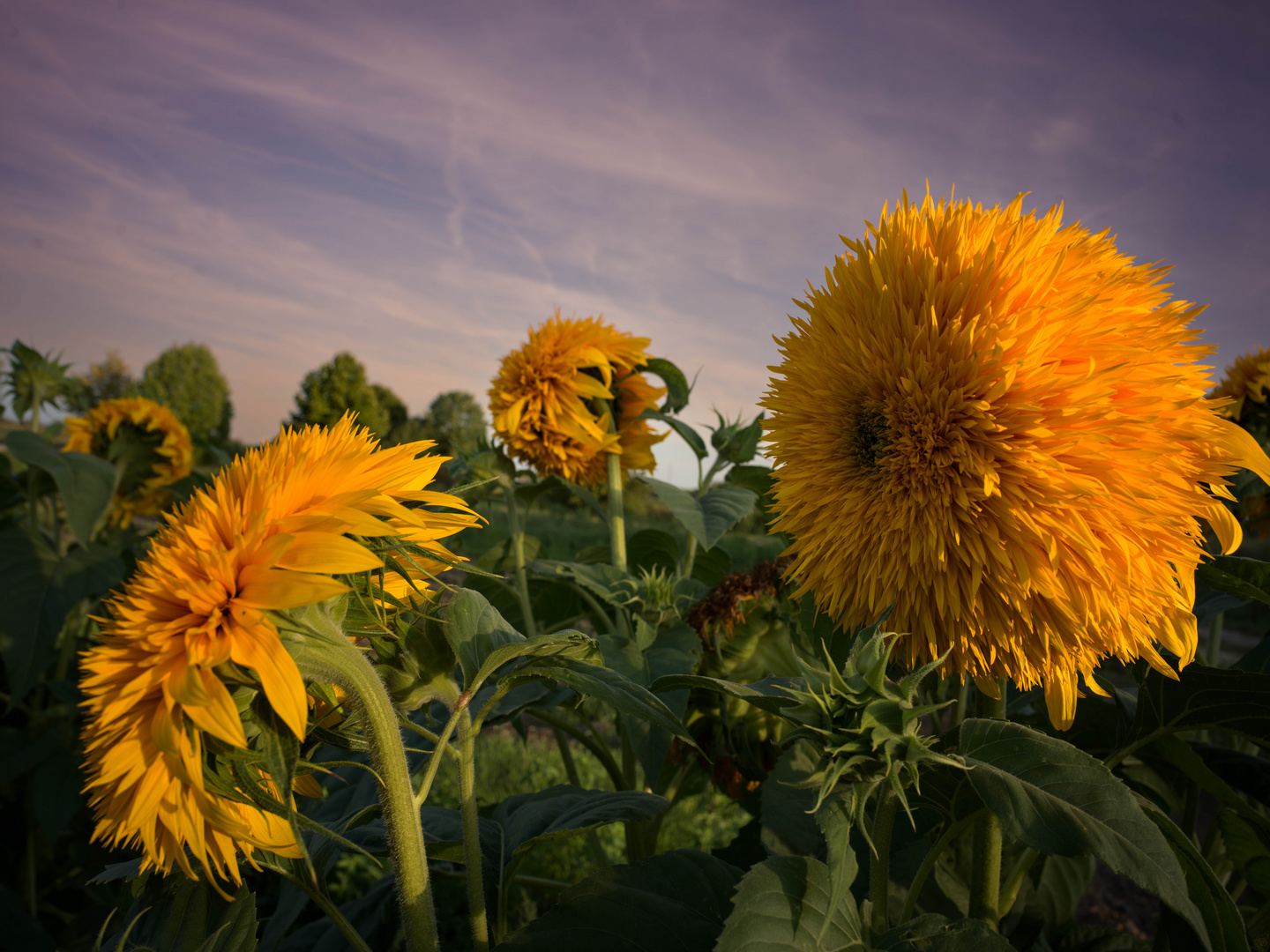 Sonnenblumen drehen sich nicht der Sonne nach