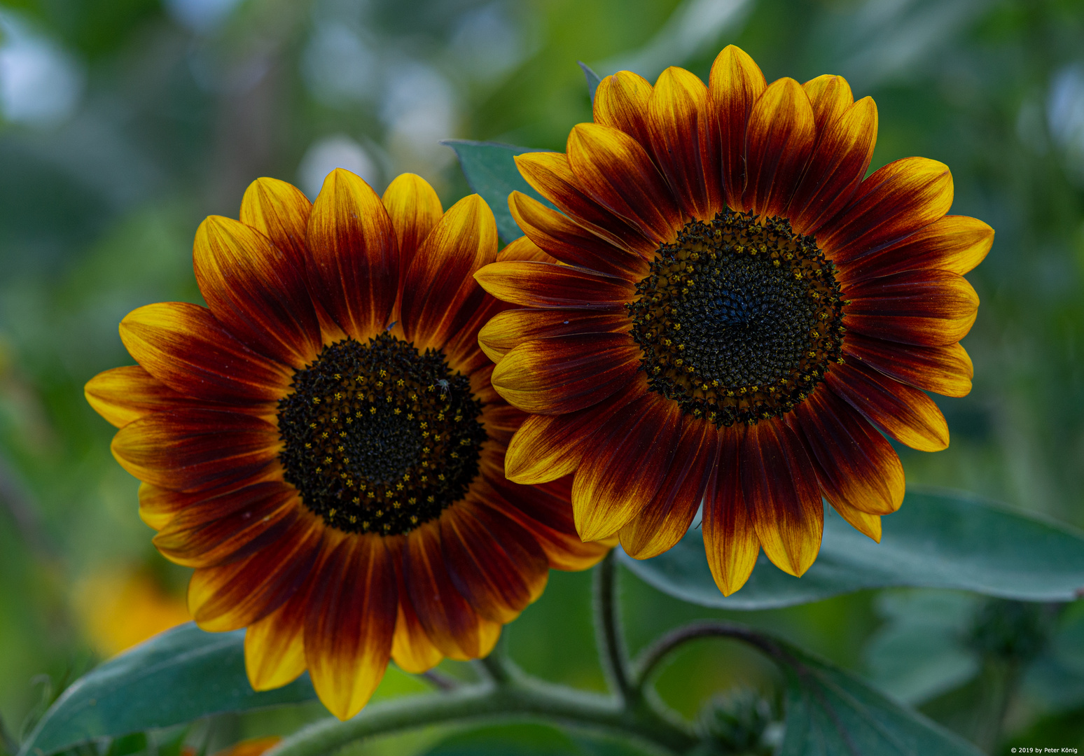 Sonnenblumen Duo