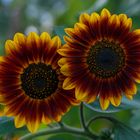 Sonnenblumen Duo