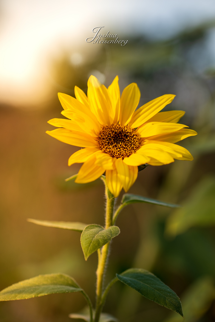 Sonnenblumen