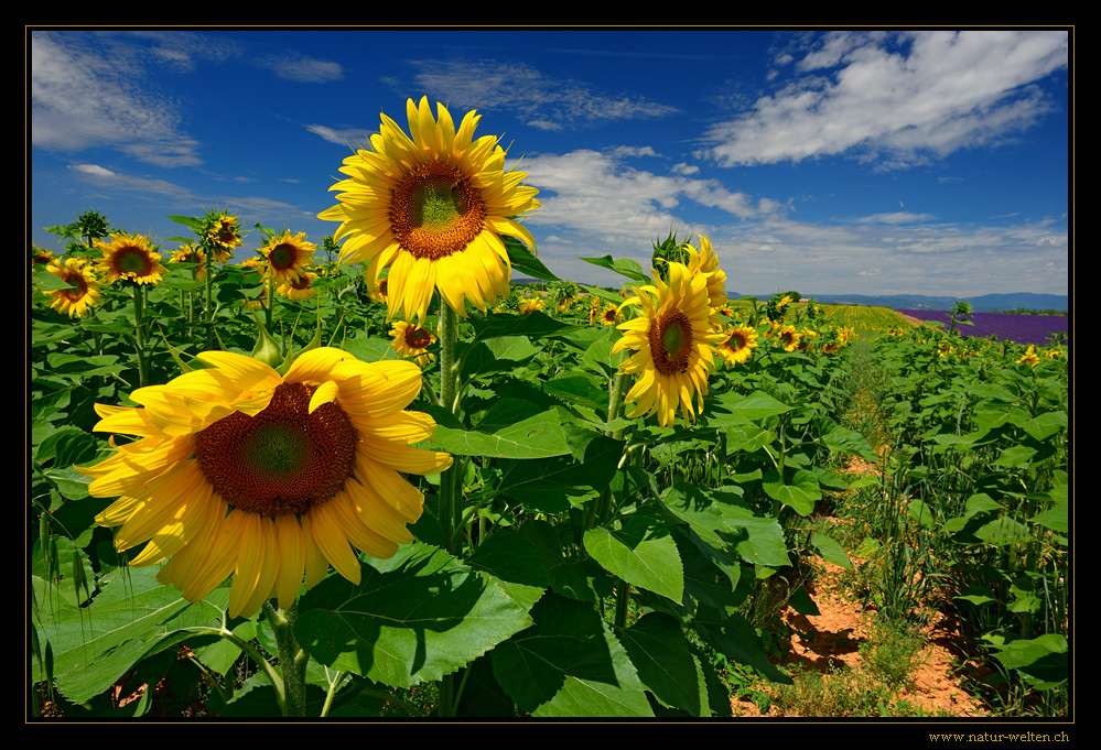 Sonnenblumen