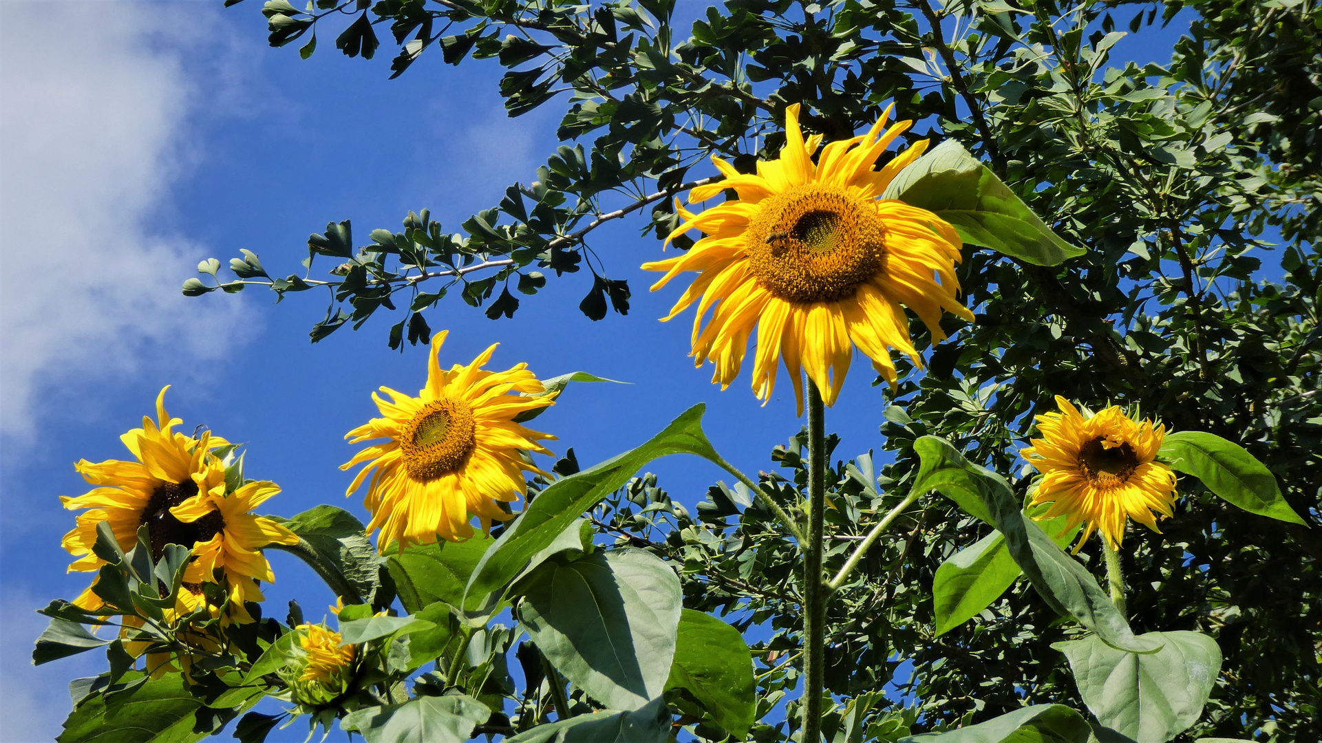 Sonnenblumen...