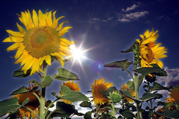 Sonnenblumen