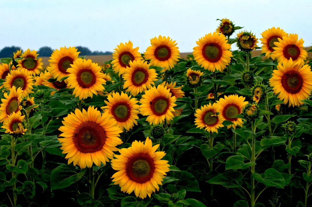 Sonnenblumen... Foto & Bild pflanzen, pilze & flechten, blüten
